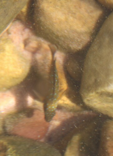 Eretmodus cyanostictus