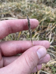 White moorgrass (Sesleria alba)