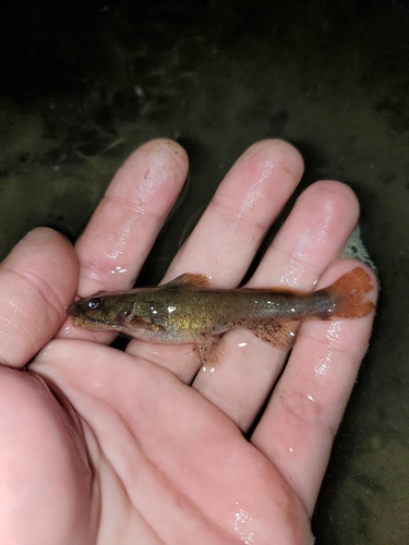 Mountain madtom (Noturus eleutherus) — Ictaluridae