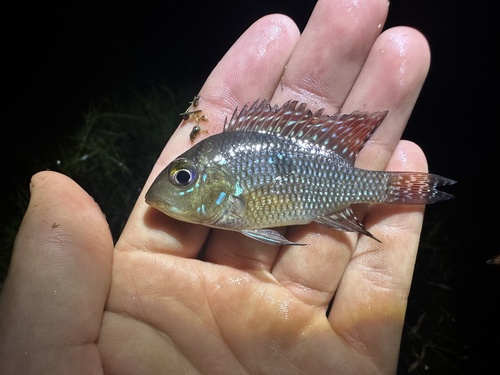 Braziliensis (Geophagus brasiliensis) — Cichlidae — 2