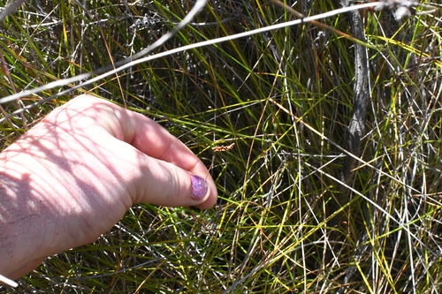 Image of Comb Fern (Schizaea fistulosa) by (c) Em Lamond, some rights reserved (CC BY)
