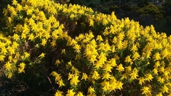 Genista hirsuta