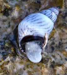 Echinolittorina ziczac
