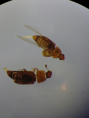 Epuraea unicolor