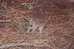 Neotoma mexicana mexicana