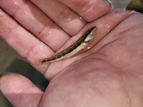 Longhead darter (Percina macrocephala) — Percidae — 3