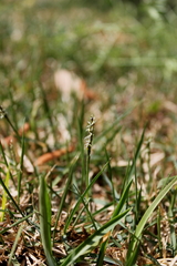 Zoysia matrella