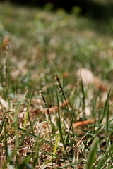 Zoysia matrella