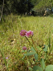 Trifolium ciliolatum