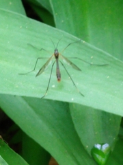 Ptychoptera albimana