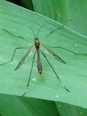 Ptychoptera albimana