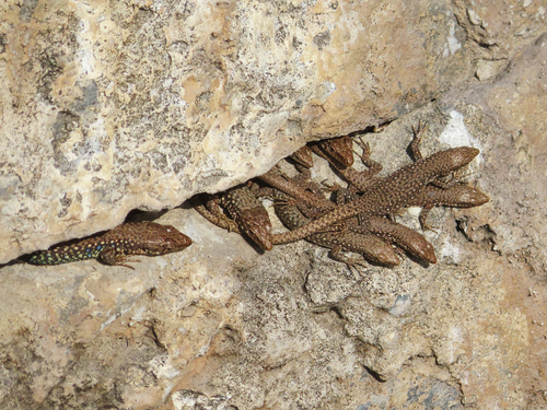 Armenia Lizard, Darevskia nairensis