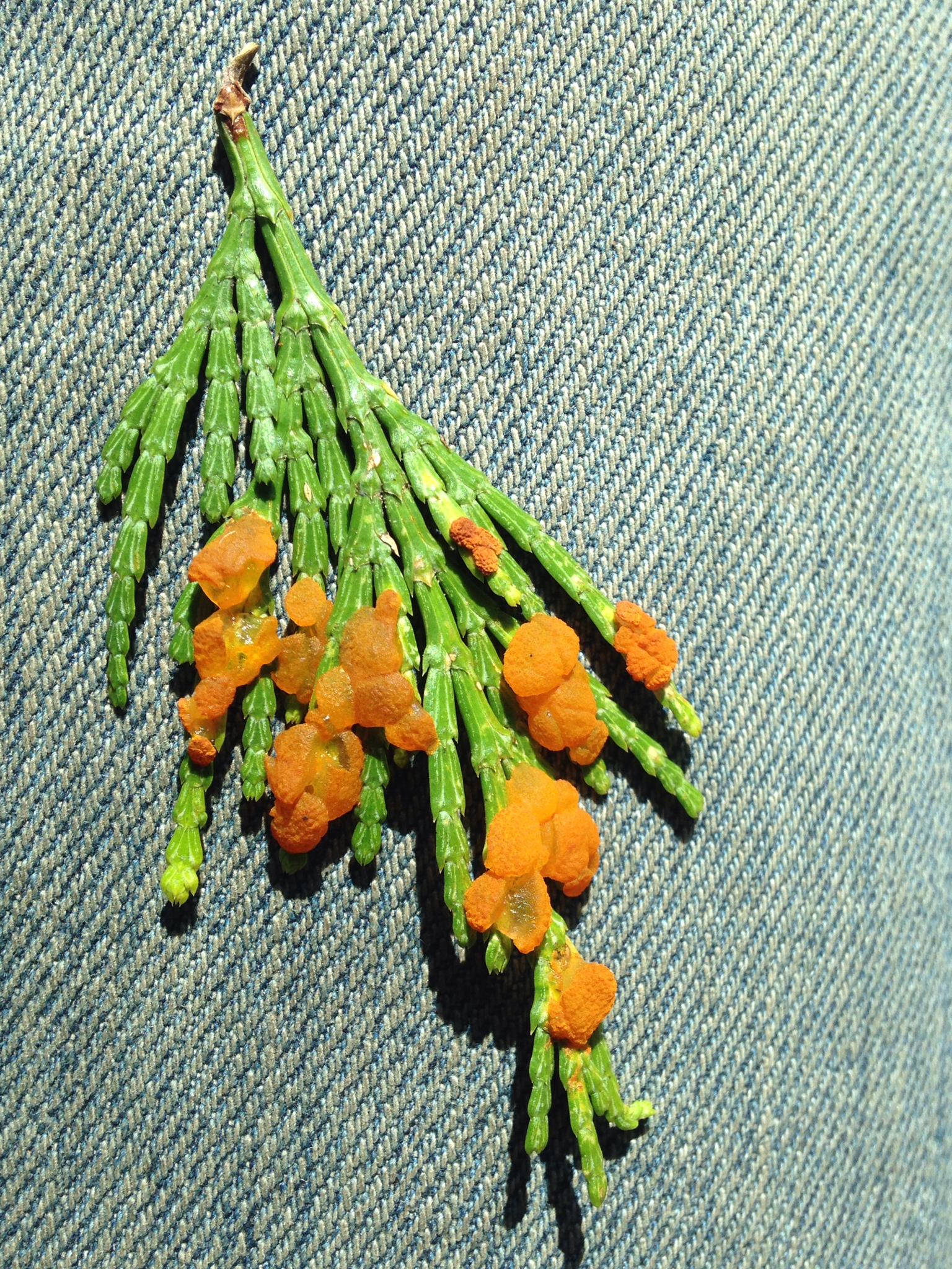 Gymnosporangium libocedri image