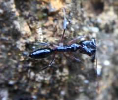 Odontomachus bauri