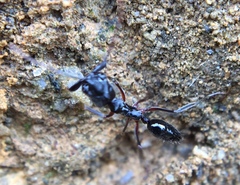 Odontomachus bauri