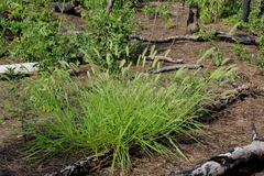 Setaria corrugata