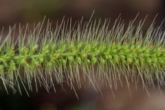 Setaria corrugata
