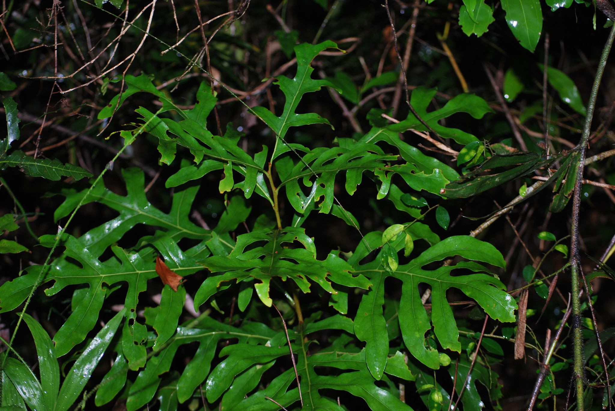 Imagem de Tulipeira-do-gabão