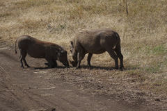 Phacochoerus africanus