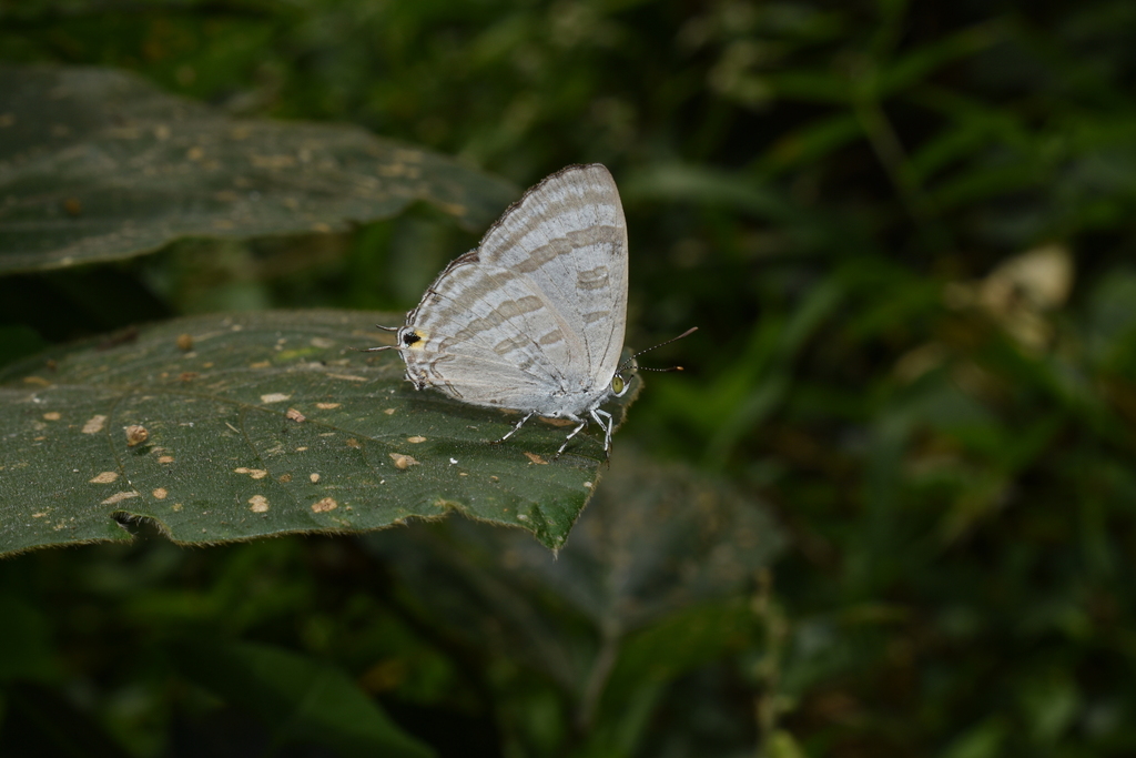 Hypothecla astyla from Taytay, 1920 Rizal, Philippines on February 6