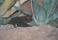 Nyctinomops macrotis