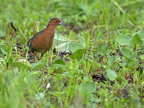 Band-bellied Crake (Zapornia paykullii), photo 7