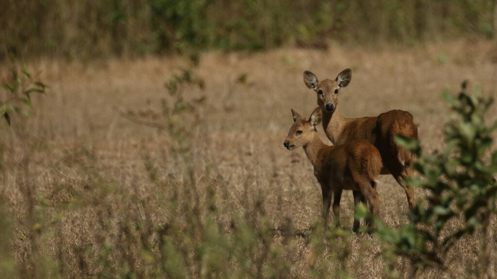 Calamian Hog Deer