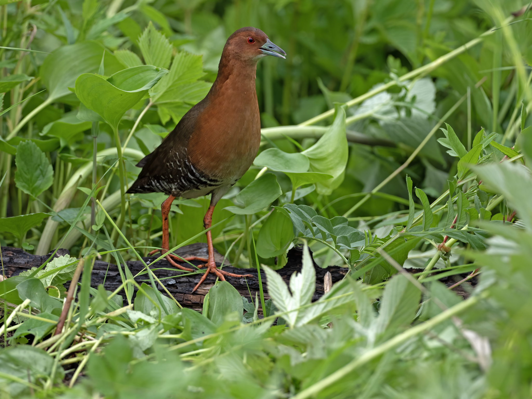 Band-bellied Crake