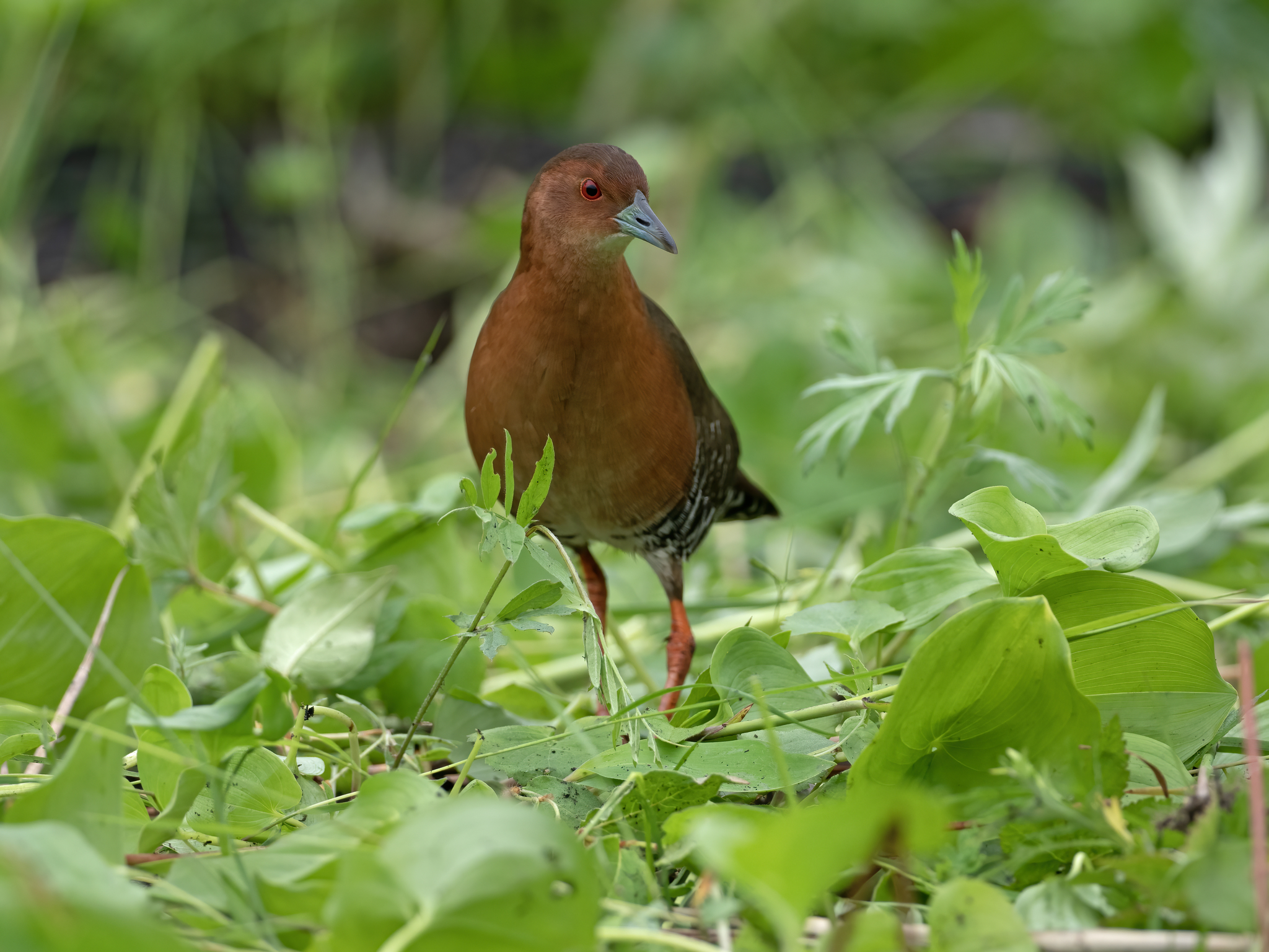 Band-bellied Crake