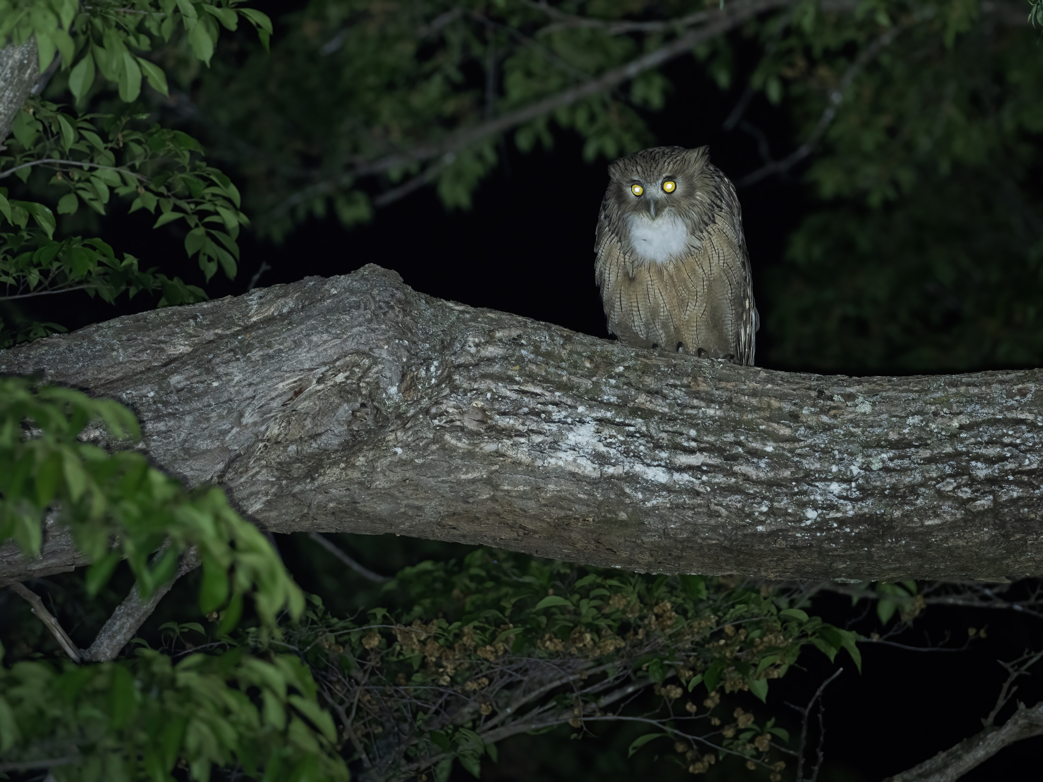 Blakiston's Fish Owl