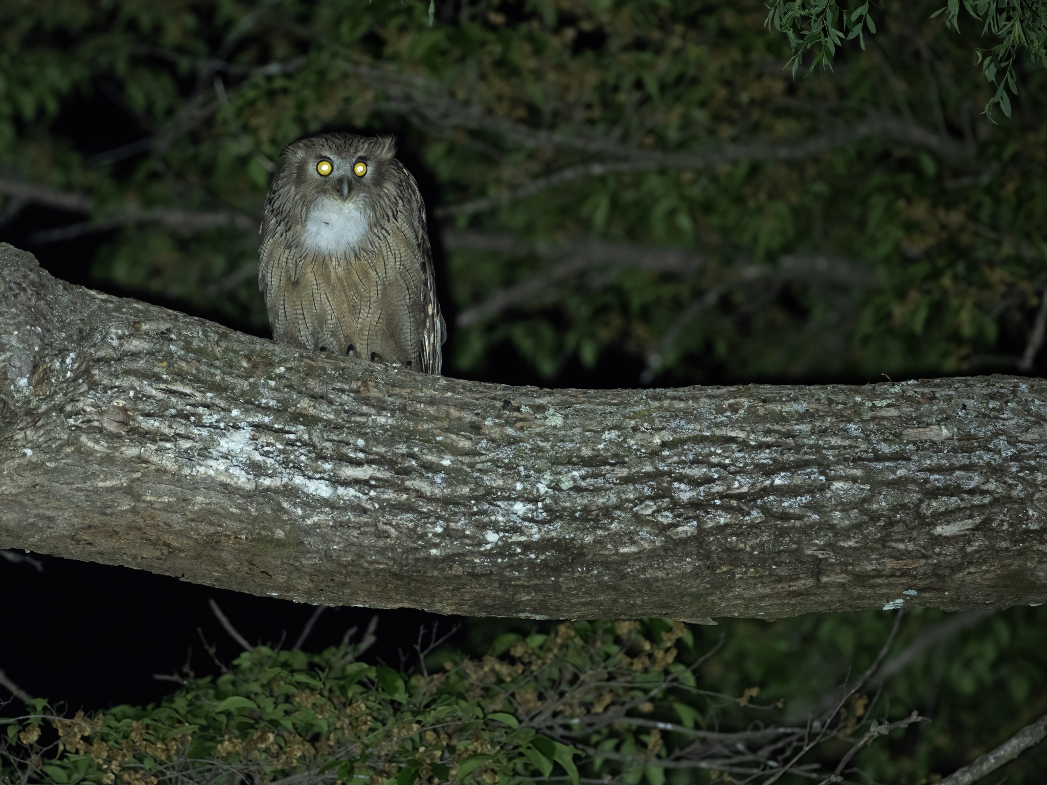 Blakiston's Fish Owl
