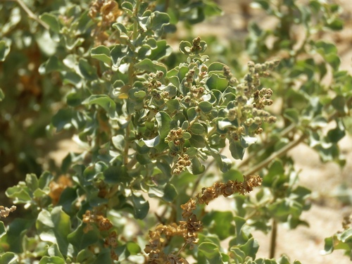 Atriplex griffithii
