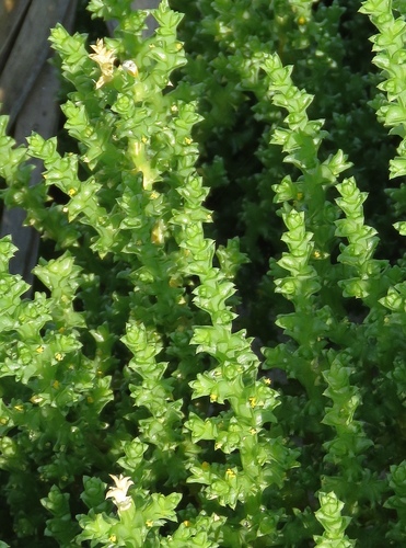 Cornulaca ehrenbergii
