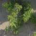 Acacia oerfota