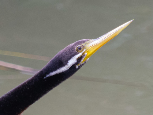 Australasian Darter, photo 8 of 8