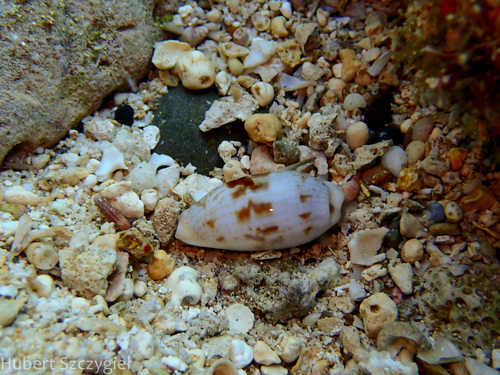 Talostolida pellucens, 2024-01-06