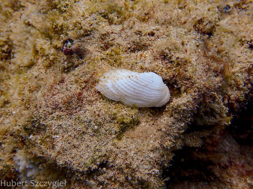 Barbatia divaricata observed 2024-01-06
