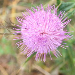 Cirsium vulgare vulgare