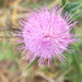 Cirsium vulgare vulgare - Photo no rights reserved, uploaded by Di Turner
