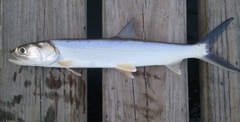 Ladyfish photo 4