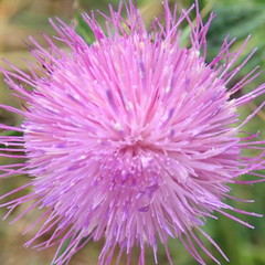 Cirsium vulgare vulgare