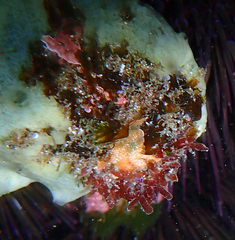 Halopeltis australis