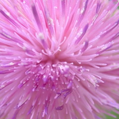 Cirsium vulgare vulgare