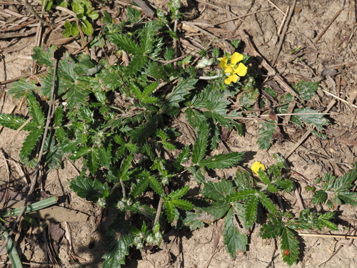 Potentilla discolor iNat (2)