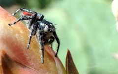 Phidippus phoenix