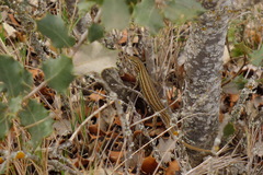 Psammodromus edwarsianus