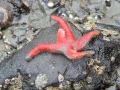 Henricia leviuscula