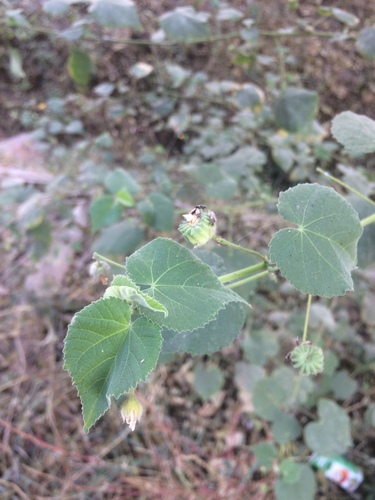 Abutilon bidentatum (Abutilon bidentatum)