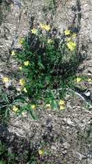 Lotus corniculatus corniculatus