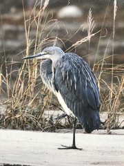 Ardea insignis